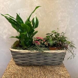 Aranjament cu plante naturale „Colț de verde”