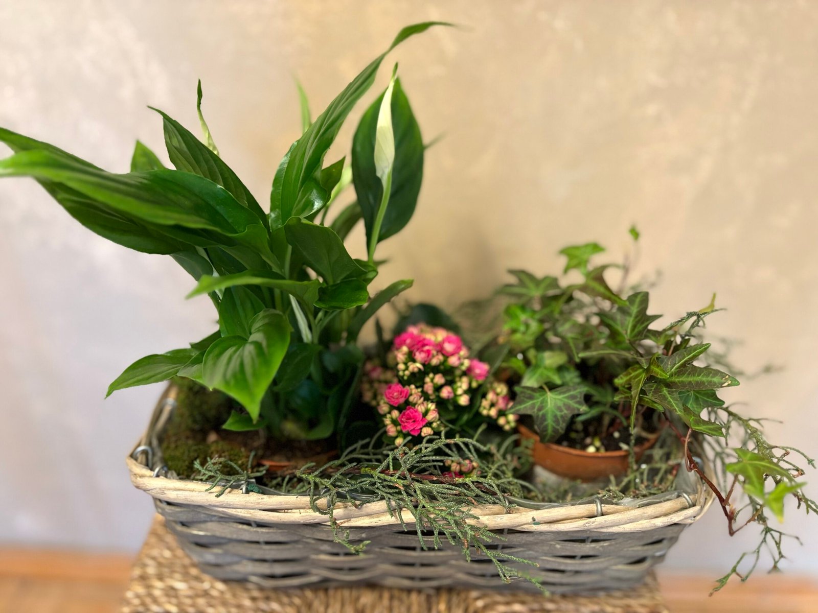 Aranjament cu plante naturale „Colț de verde” - imagine 3